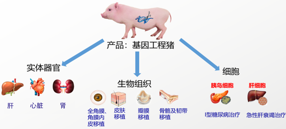 基因工程猪图片.png